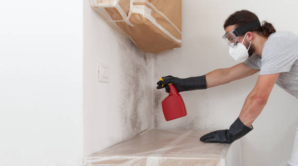 Professional Basement Mold Remediation technician working in La Jose, PA